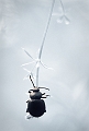 faune 12_06_10n01